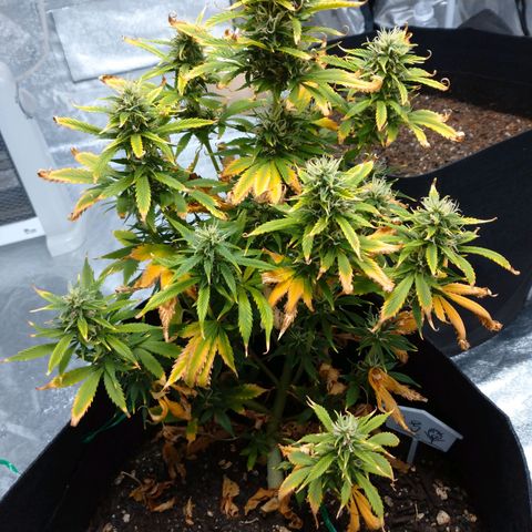 1号 growlog timeline photo