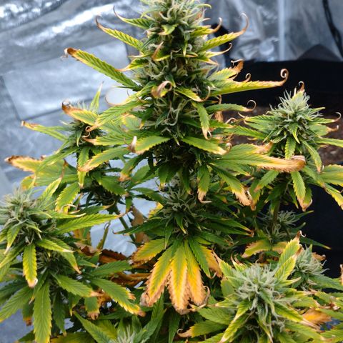 1号 growlog timeline photo