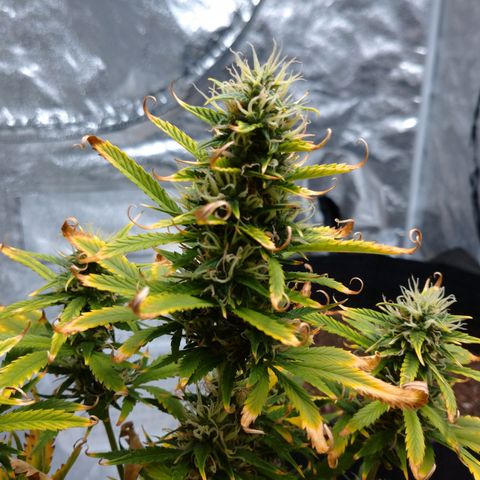 1号 growlog timeline photo