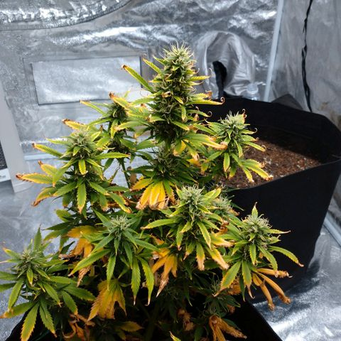 1号 growlog timeline photo