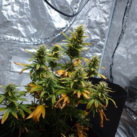 1号 growlog timeline photo