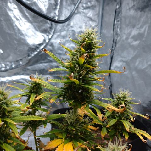 1号 growlog timeline photo