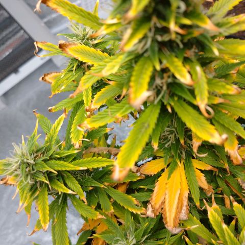 1号 growlog timeline photo