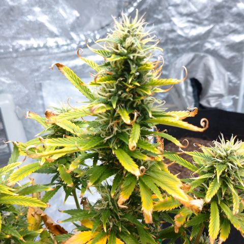 1号 growlog timeline photo