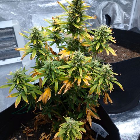 1号 growlog timeline photo