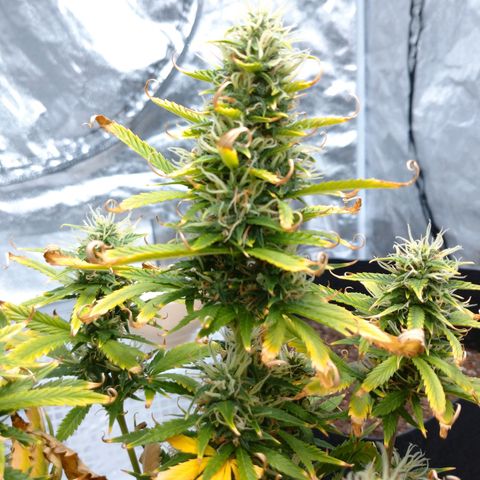 1号 growlog timeline photo