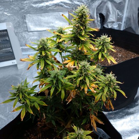 1号 growlog timeline photo