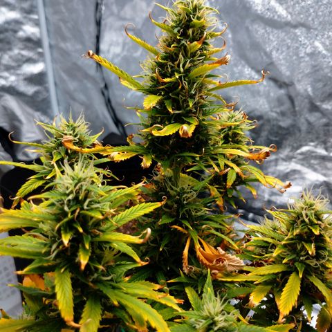 1号 growlog timeline photo