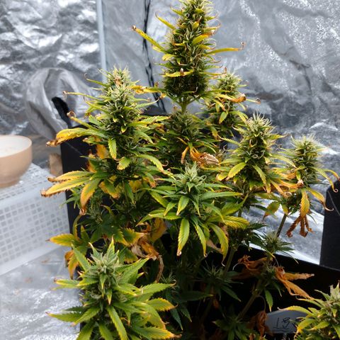 1号 growlog timeline photo