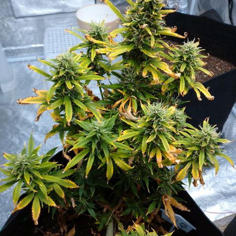 1号 growlog timeline photo