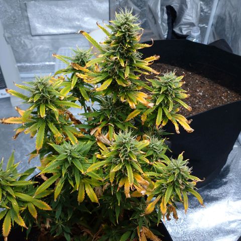 1号 growlog timeline photo
