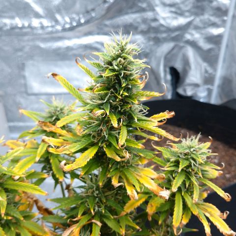 1号 growlog timeline photo