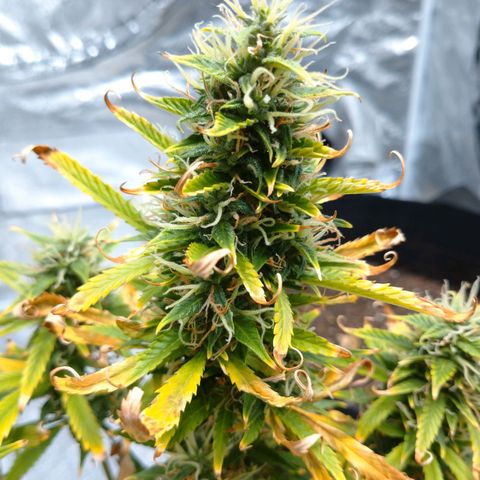 1号 growlog timeline photo