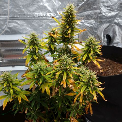 1号 growlog timeline photo