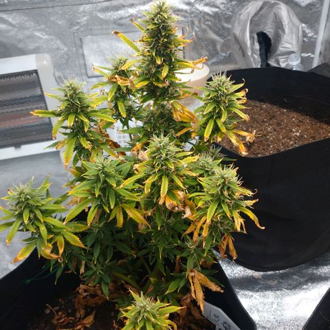 1号 growlog timeline photo