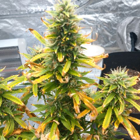 1号 growlog timeline photo