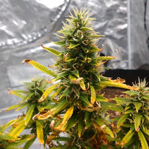 1号 growlog timeline photo
