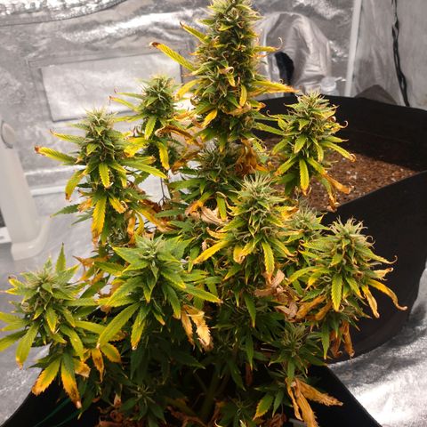1号 growlog timeline photo