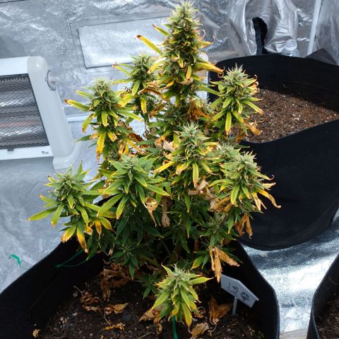 1号 growlog timeline photo