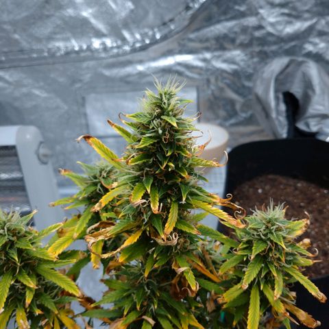 1号 growlog timeline photo