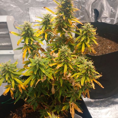 1号 growlog timeline photo