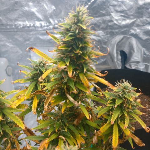 1号 growlog timeline photo