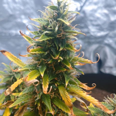 1号 growlog timeline photo