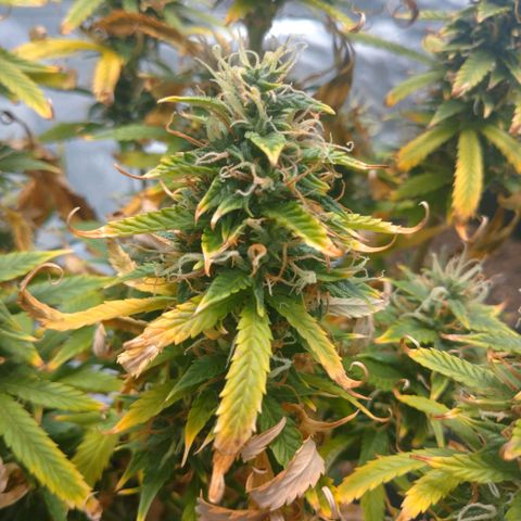 1号 growlog timeline photo