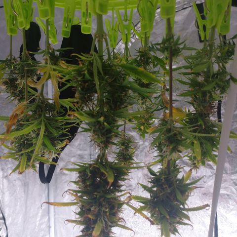 1号 growlog timeline photo