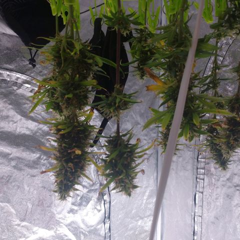 1号 growlog timeline photo