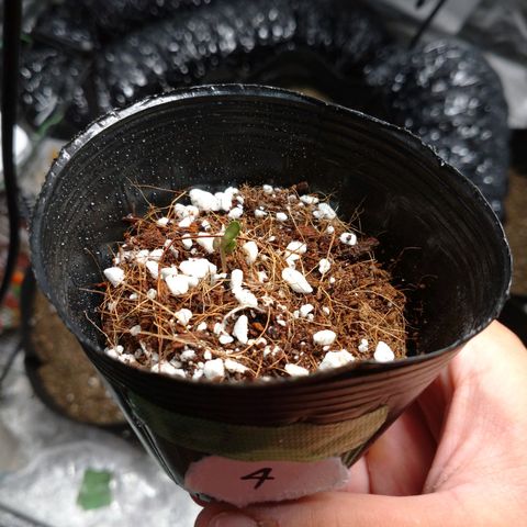 1号 growlog timeline photo