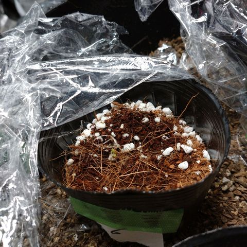 1号 growlog timeline photo