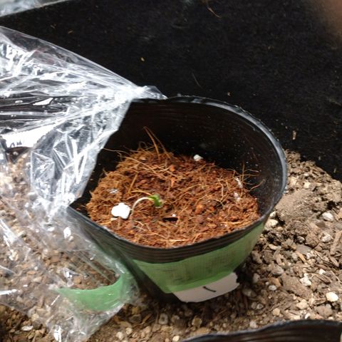 1号 growlog timeline photo