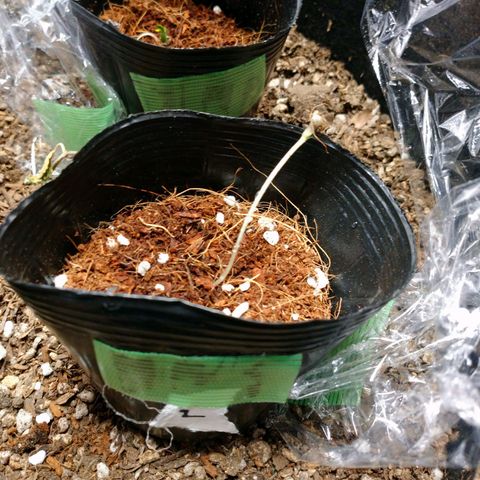 1号 growlog timeline photo