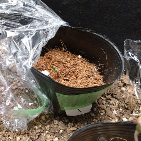 1号 growlog timeline photo