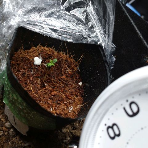 1号 growlog timeline photo