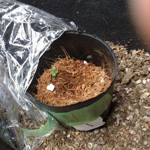 1号 growlog timeline photo