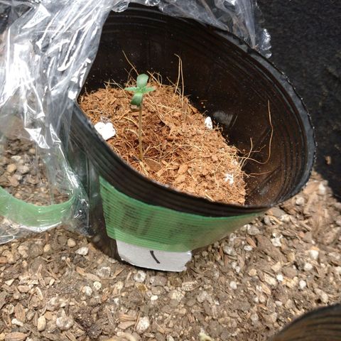 1号 growlog timeline photo