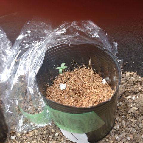 1号 growlog timeline photo