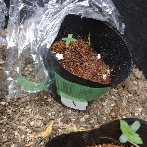 1号 growlog timeline photo