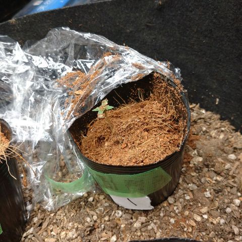 1号 growlog timeline photo