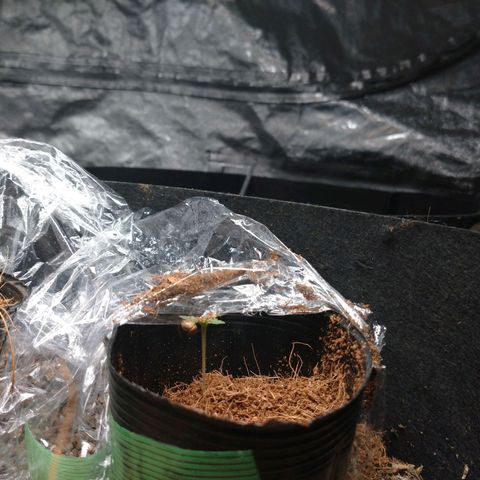 1号 growlog timeline photo