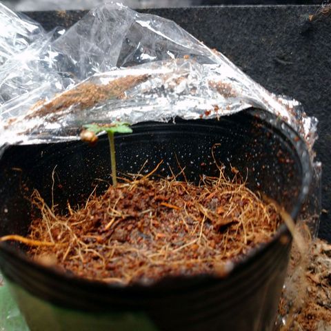 1号 growlog timeline photo