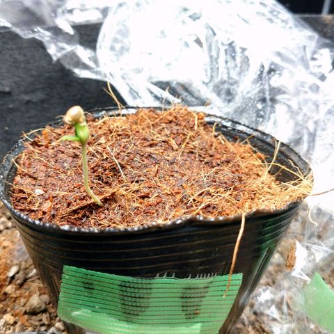 1号 growlog timeline photo
