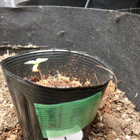 1号 growlog timeline photo