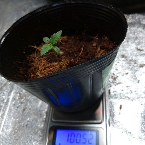 1号 growlog timeline photo