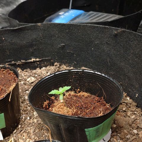 1号 growlog timeline photo