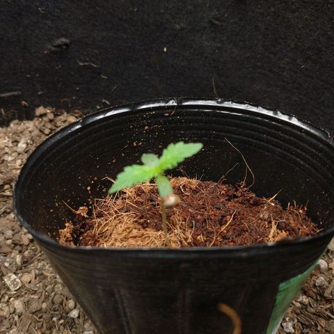 1号 growlog timeline photo