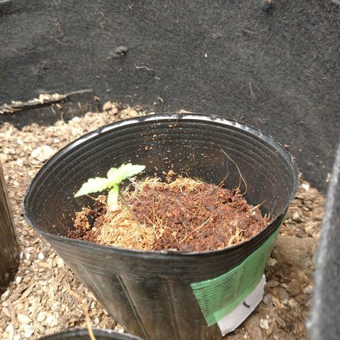 1号 growlog timeline photo