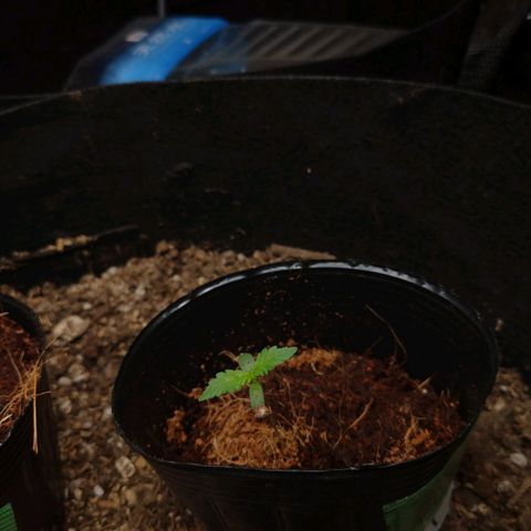 1号 growlog timeline photo